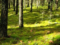 В Псковской области утвердили программу возрождения школьных лесничеств