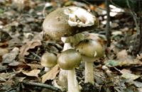 Ядовитые грибы тормозят развитие рака поджелудочной железы