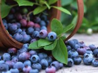 Агентство лесного хозяйства Иркутской области установило сроки сбора дикорастущих плодов и ягод на 2012 год
