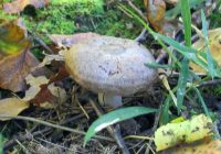 В Кировской области растут грибы-подснежники