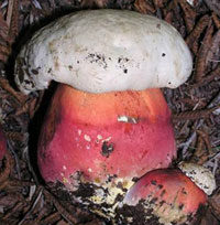 В лесах Татарстана можно встретить сатанинские грибы