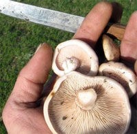 Вперед, на грибалку! Как южноказахстанцы ходят за грибами