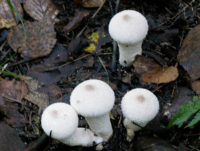 Дождевик – гриб, который незаслуженно забыт