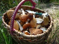 В лесах региона появились первые весенние грибы