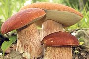 Съедобные грибы: польза и техника безопасности