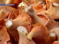 Разгар грибного сезона в Красноярске в этом году придётся на август-сентябрь