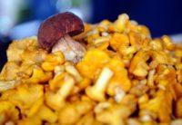 Латвийские эксперты: урожай грибов будет самым богатым в начале осени