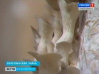 Энтузиаст из Новосибирской области выращивает грибы на продажу