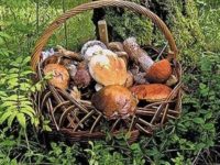В Нижегородской области рекордный урожай грибов