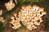 В лесах на Гродненщине радиация в грибах превышает норму 