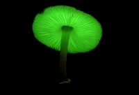 Российские ученые обнаружили, что все грибы излучают свет