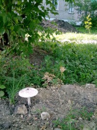 В Пензе рядом с помойкой выросли грибы