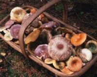 В Омской области начнут массово собирать грибы