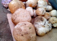 В Измаиле продают гигантские грибы весом 7 кг