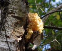 В региональном парке Нерис обнаружен гриб, похожий на кораллы