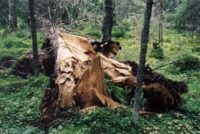 В Белгородской области леса спасают от корневой губки