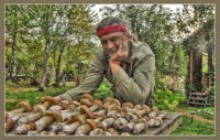 Соседние регионы применят томский опыт заготовки ягод и грибов