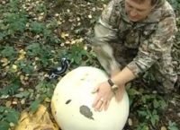 В Пермском крае вырос гриб-дождевик весом 12 килограммов