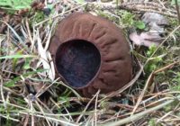 В Карагайском районе найден редкий целебный гриб 