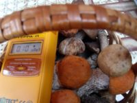 В грибах и ягодах из Калужской области превышено содержание цезия-137