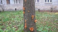 В Пензе на деревьях появились зимние грибы