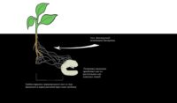 Гриб-паразит помогает растениям ловить и съедать насекомых