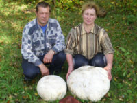Верхнедвинские грибники ели один гриб две недели
