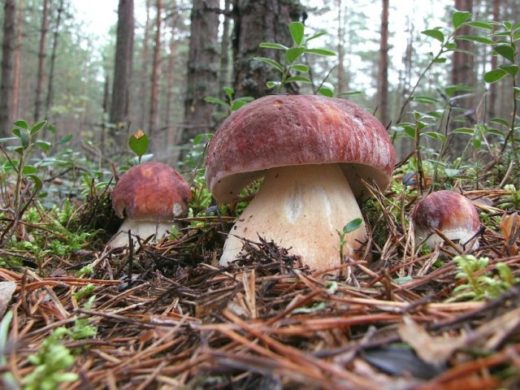 В Зейском районе началась тихая охота — в тайге появились первые боровики. Белые грибы выросли раньше срока — обычно они появляются во второй декаде июля.
