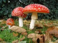 Отравление грибами обойдется крымчанину в 2 тысячи гривен в день