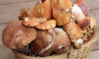 Россиянам оставили право бесплатно собирать грибы в гослесах 