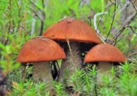 Собирать ли грибы на территории Лопатинских рудников?