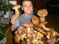 Жители севера Одесской области собирают грибы-гиганты