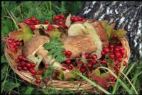 Жители Томской области могут потерять миллиард рублей из-за неурожая ягод и грибов