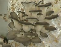 Биробиджанец выращивает грибы в собственном подвале