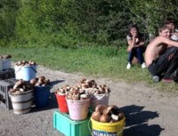 На Урале начался грибной сезон, врачи предупреждают любителей «тихой охоты» об опасности отравлений