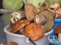 Сезон сбора грибов: какие документы должны быть у продавца, чтобы покупатель был уверен в качестве продукта? 