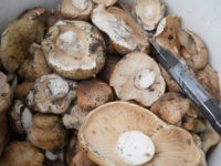 В Кузбассе вылезли грибы 