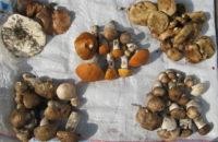 Цена «грибной рулетки» в Полтаве — 15 гривен за кучку