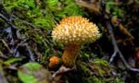В заповеднике «Брянский лес» микологи нашли 105 новых видов грибов