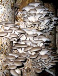 Вешенки – безопасные и полезные грибы