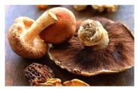 ЕС: Экзотические грибы стали более доступными для широкой публики