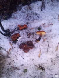 Во Владимире в феврале выросли грибы