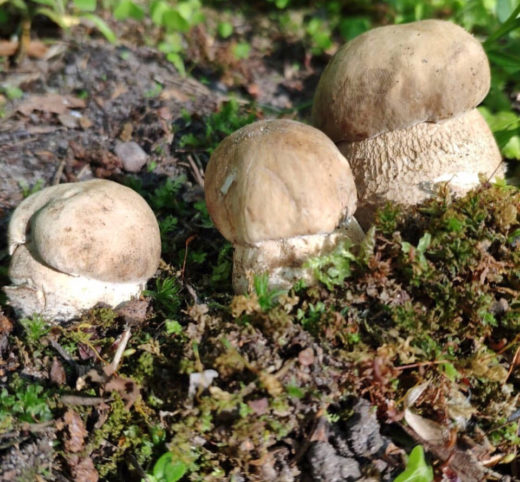 Как мы сообщали ранее, первые грибы (причём - белые!) были замечены в начале июня - их нашла девушка Мария в Дубках (Ломоносовский район).