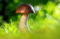 С экологической картой Подмосковья необходимо ознакомиться перед походом за грибами