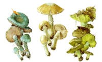 Малоизвестные пластинчатые грибы