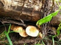 Как выращивать грибы?