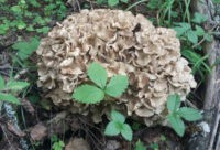 В Ломоносовском районе был найден гриб из красной книги