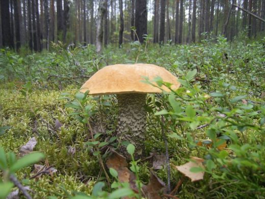 Главное в походах за грибами — четкая тактика. Иногда заходить глубоко в лес в поисках нетронутых мест — просто бессмысленно. Фото: Сергей Баранов