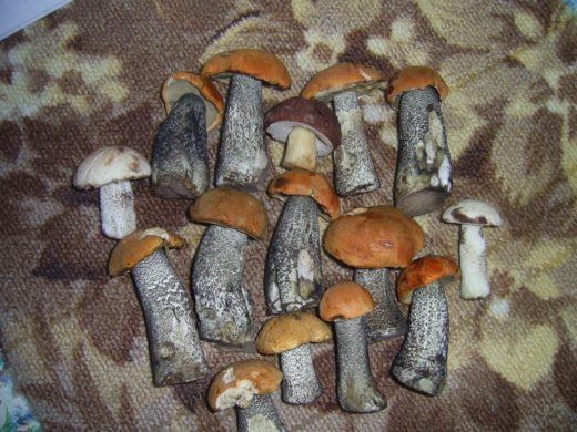 Большинство грибов на фото — подосиновики, среди них и белый гриб с коричневой шляпкой, — найти его труднее. Фото: Сергей Баранов
