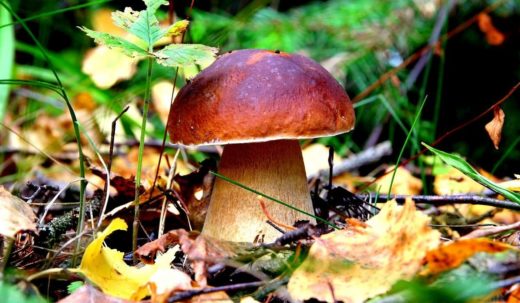 Администрация Рыбновского городского поселения Рязанской области приглашает всех желающих принять участие в чемпионате Охотник за грибами.